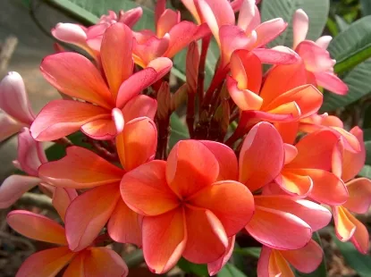 פלומריה שני זן 020 - עץ בעל נוף רחב, פריחה רבה וצפופה בכתום עז בריח קל